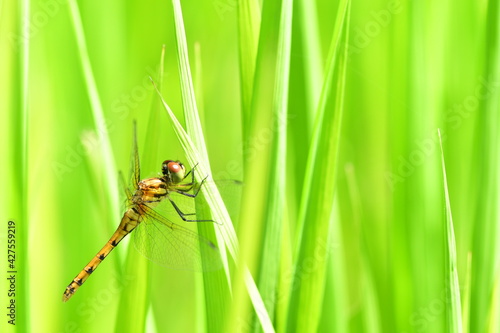 Dragonfly on green grass