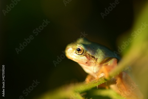 Tree frog on dark background.