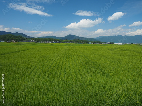 Green rice field and rural landscape © makoto photo