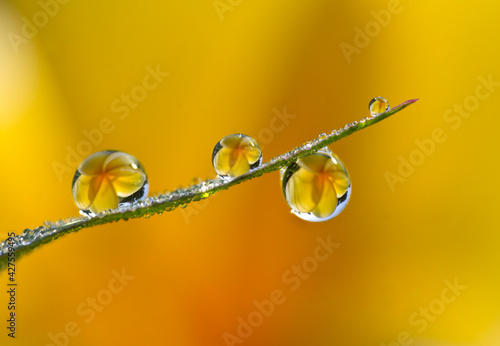 Flowers in the drops of dew on the green grass. Nature background