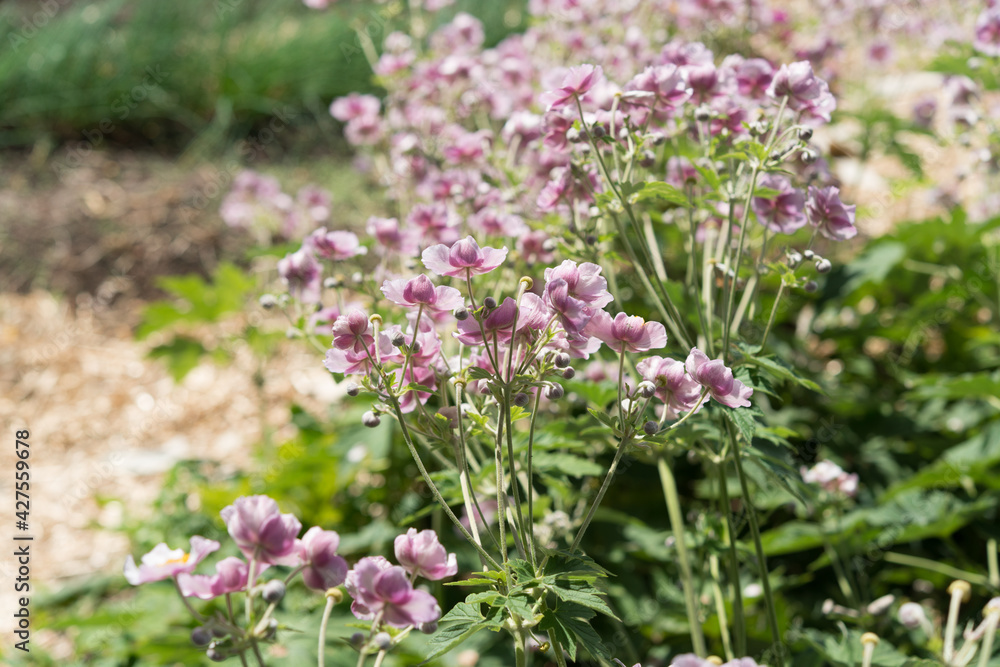 bushes of dusty pink anemone bushes of dusty pink anemone
