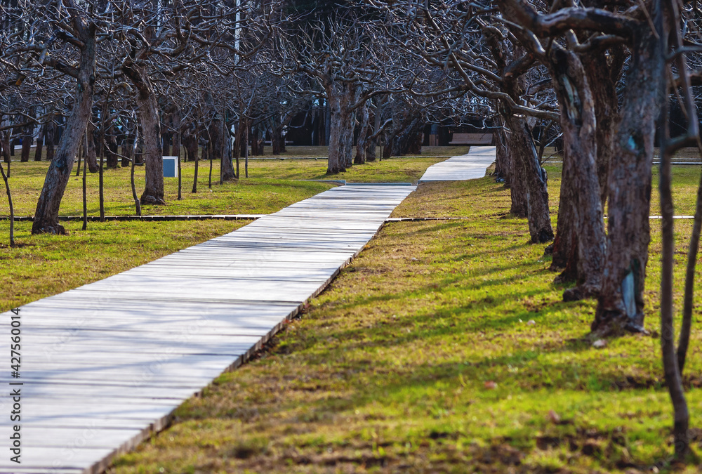Apple tree garden with leafless trees in spring, wooden walkway on green grass Apple tree garden with leafless trees in spring, wooden walkway on green grass