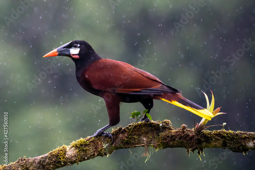 Montezuma Oropendola (Gymnostinops montezuma) perched on a tree branch, Heredia Province, Costa Rica photo