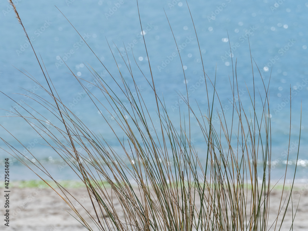 plants on the dune with the sea in the background plants on the dune with the sea in the background
