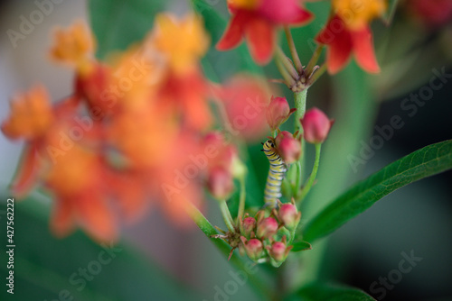 Caterpillars Monarch Butterflies Moths Milkweed Chrysalis