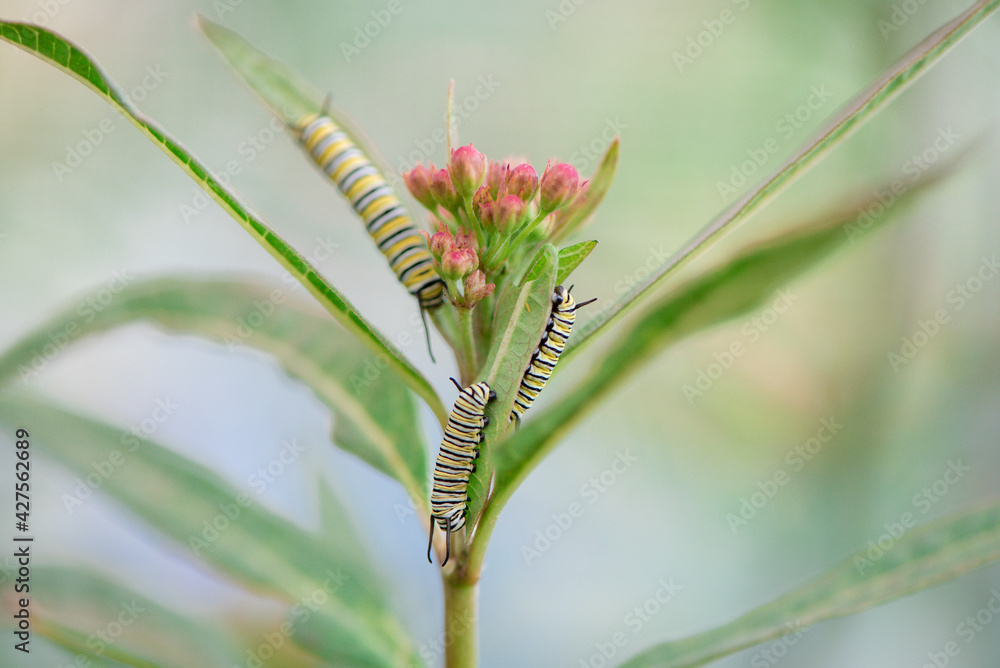 Fototapeta premium Caterpillars Monarch Butterflies Moths Milkweed Chrysalis