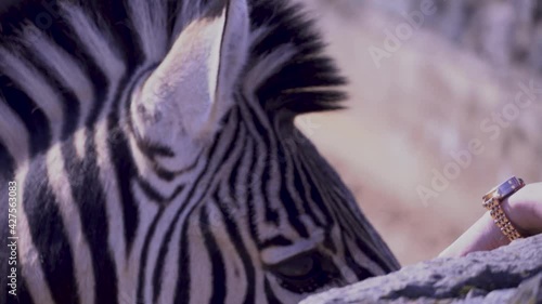 Zebra eats from the hands of a young girl, hand feeding the zebra close-up photo