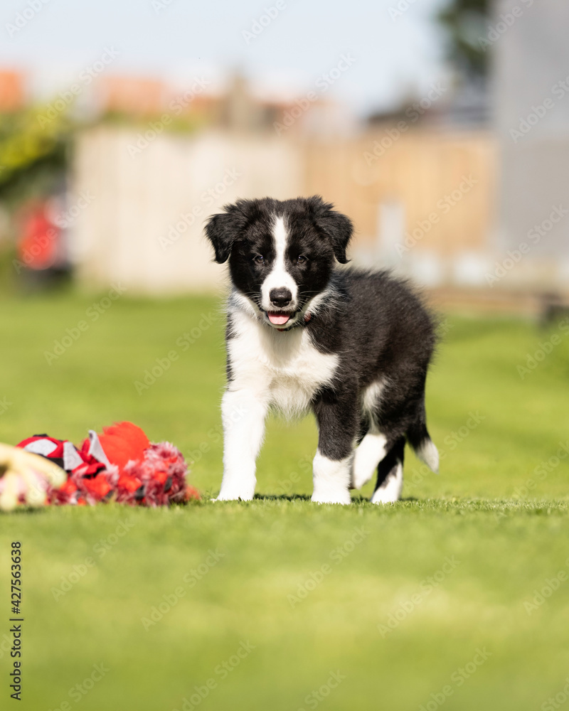 8 week old black and white border collie puppy standing with toys