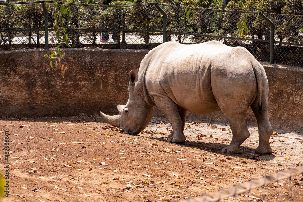 Obraz premium rhinoceros