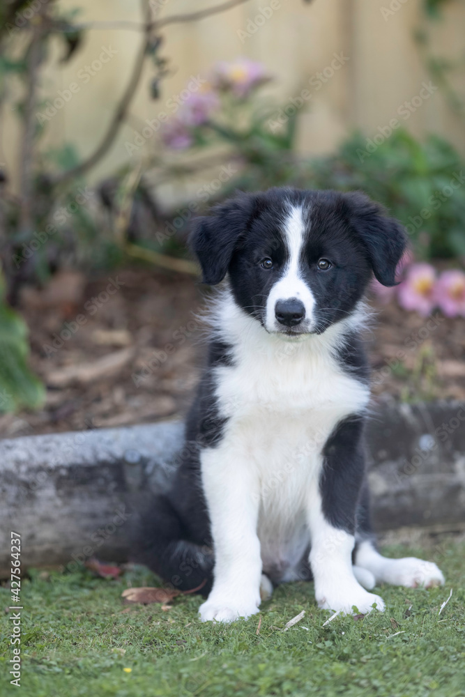 8 week old black and white border collie puppy sitting 