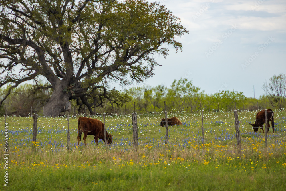 Naklejka premium Cows grazing in a Bluebonnet field and blue sky background