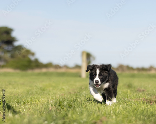 8 week old black and white border collie puppy running in the grass