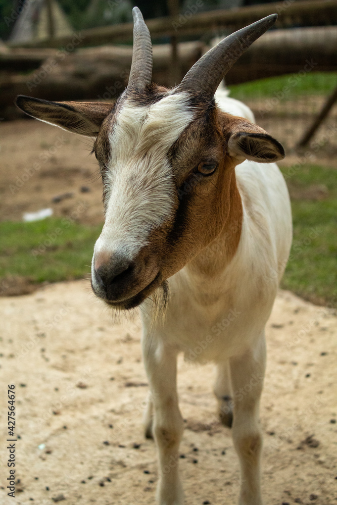 Bebezinho de cabra fazendo charme pra foto .
Foto tirada na fazenda na data de 17 de abril de 2021 .
Bebezinho de cabra fazendo charme pra foto .
Foto tirada na fazenda na data de 17 de abril de 2021 .
