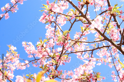 さくら 桜 サクラ 満開 ピンク 花見 美しい 綺麗 パステル かわいい 卒業 入学 