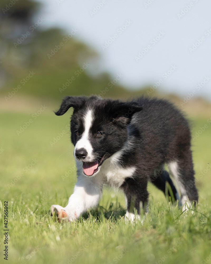 8 week old black and white border collie puppy running in the grass