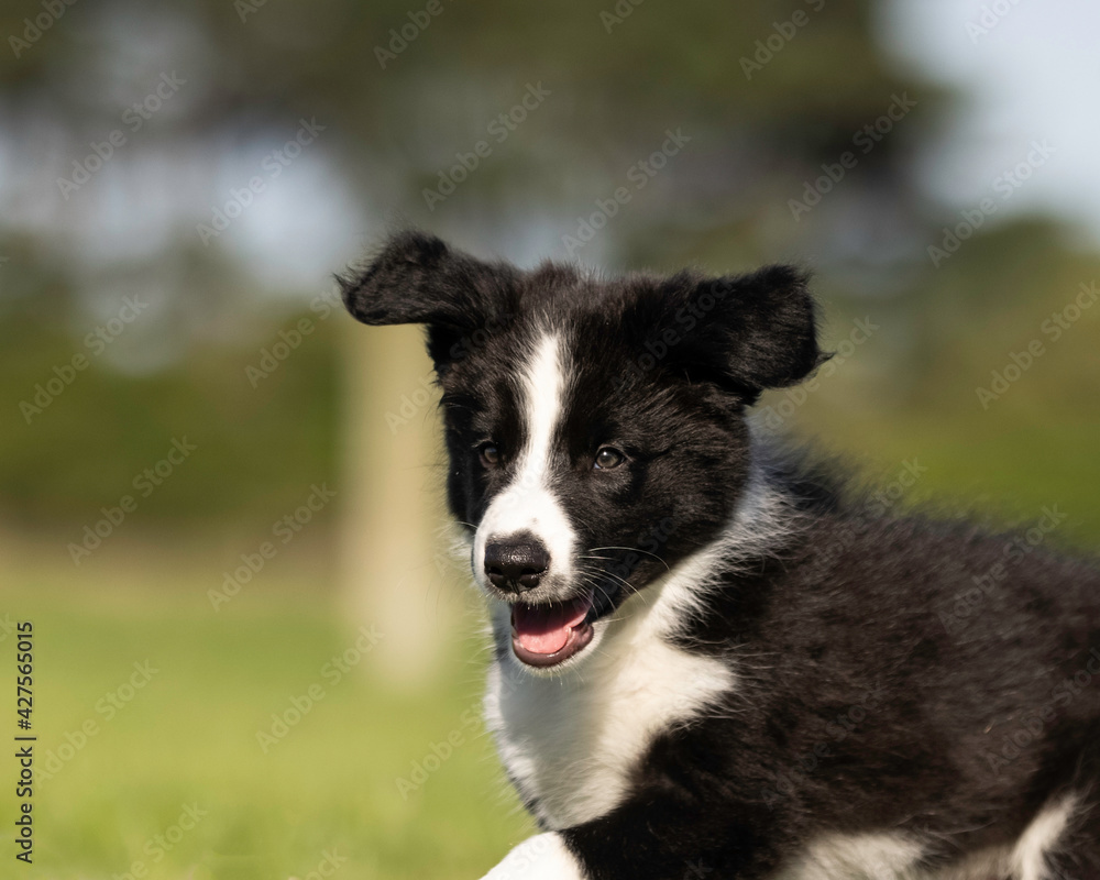 8 week old black and white border collie puppy running head study with ears flapping 