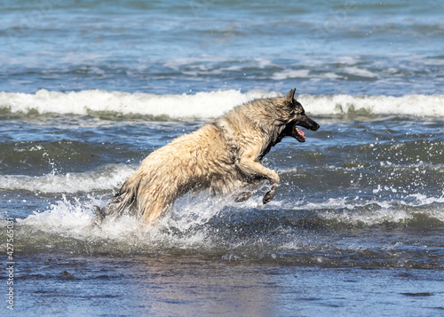 Belgian Shepherd Tervuren leaping in the waves at the beach