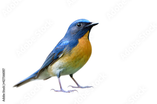 fascinated blue bird with orange chest to belly fully standing details from head to tail, chinese blue flycatcher © prin79