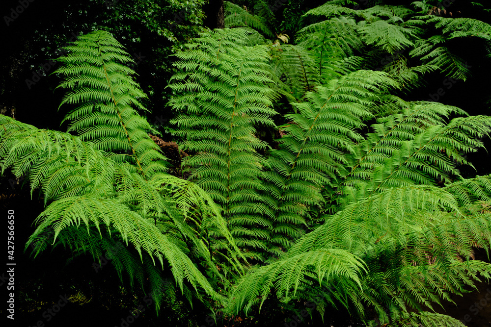 The tree ferns are the ferns that grow with a trunk elevating the