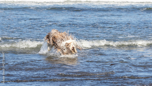brown bearded collie  running and having fun at the beach   © Penny