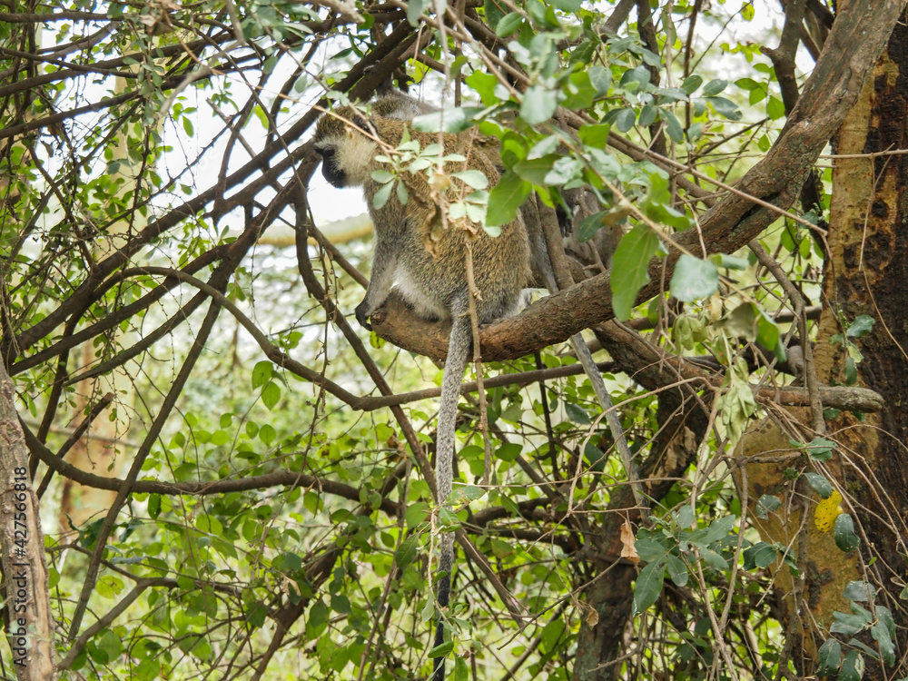 Vervet monkey perched in a tree, Lake Nakuru National Park, Kenya, Africa