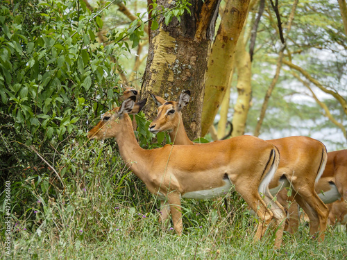 Impalas roaming around the Lake Nakuru National Park, Kenya, Africa