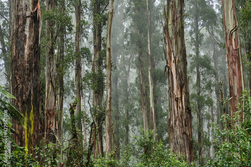 Australian Mountain Ash, Eucalyptus regnans, known variously as mountain ash, swamp gum, or stringy gum, is a species of medium-sized to very tall forest tree that is native to Tasmania and Victoria, 