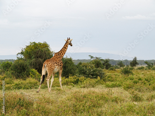 Rothschild's Giraffes roaming the african savannah in Lake Nakuru, Kenya, Africa