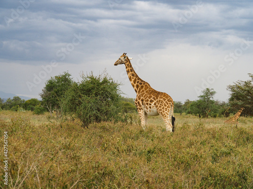 Rothschild s Giraffes roaming the african savannah in Lake Nakuru  Kenya  Africa