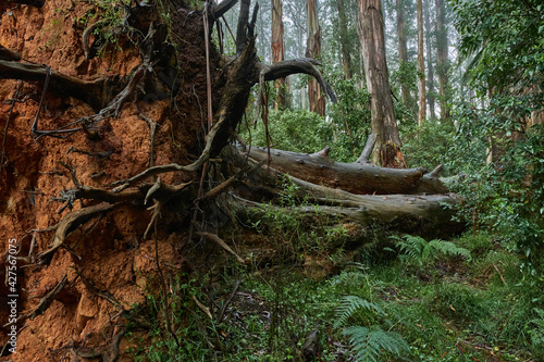 A Mighty Mountain Ash Tree Fallen In Melbourne's Recent Storms