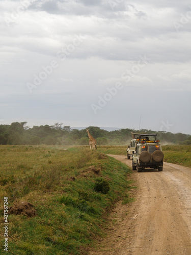 Rothchild's Giraffes crossing the road in front of Safari Jeeps, Lake Nakuru, Kenya, Africa