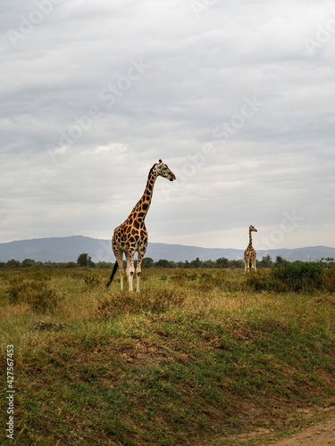 Rothschild s Giraffes roaming the african savannah in Lake Nakuru  Kenya  Africa
