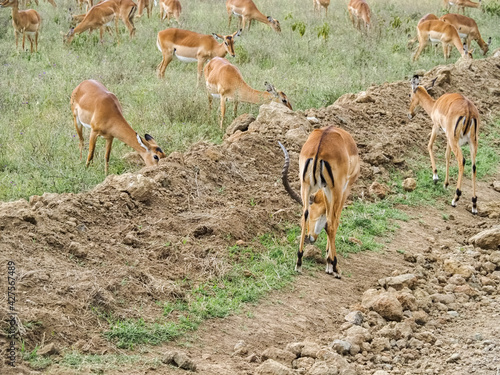 Impalas roaming around the Lake Nakuru National Park, Kenya, Africa