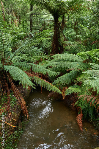 The tree ferns are the ferns that grow with a trunk elevating the fronds above ground level. Most tree ferns are members of the 