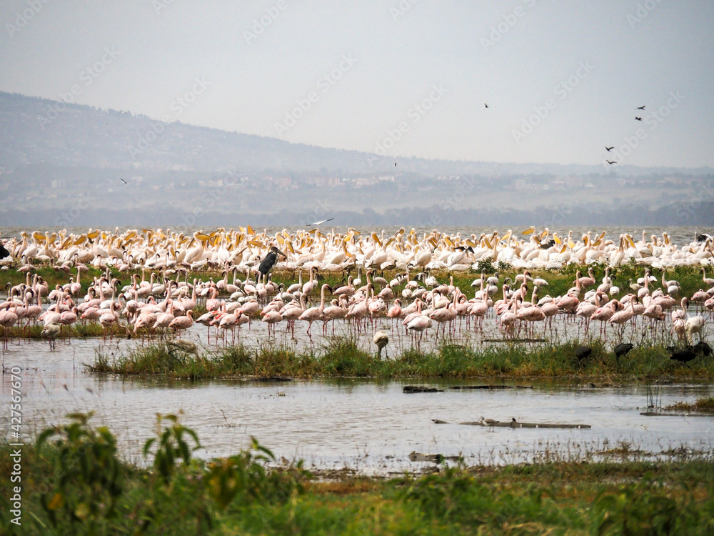 Flamingos, Pelicans and other birds gathered in Lake Nakuru, Kenya, Africa