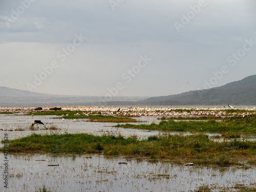 Flamingos, Pelicans and other birds gathered in Lake Nakuru, Kenya, Africa