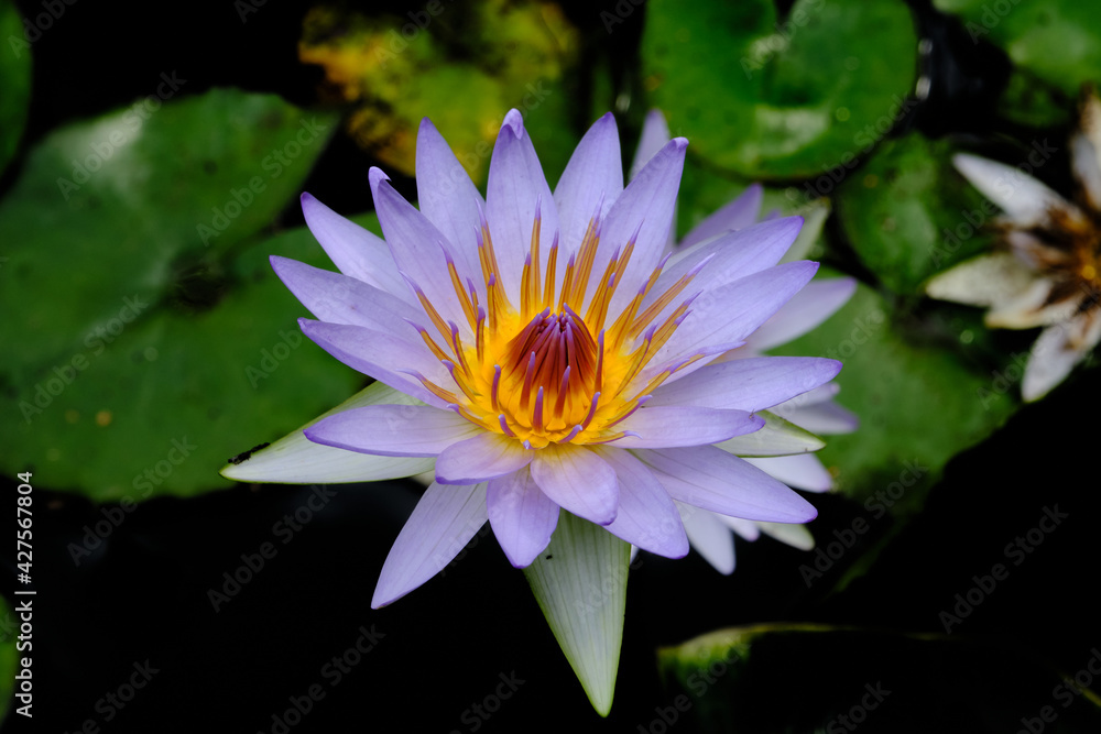 Lotus is a queen of flowers. Its roots are in muddy water, but the plant produces the most beautiful flower. Besides its beauty, the Lotus is known for its symbolic meanings, symbolizing different Lotus is a queen of flowers. Its roots are in muddy water, but the plant produces the most beautiful flower. Besides its beauty, the Lotus is known for its symbolic meanings, symbolizing different