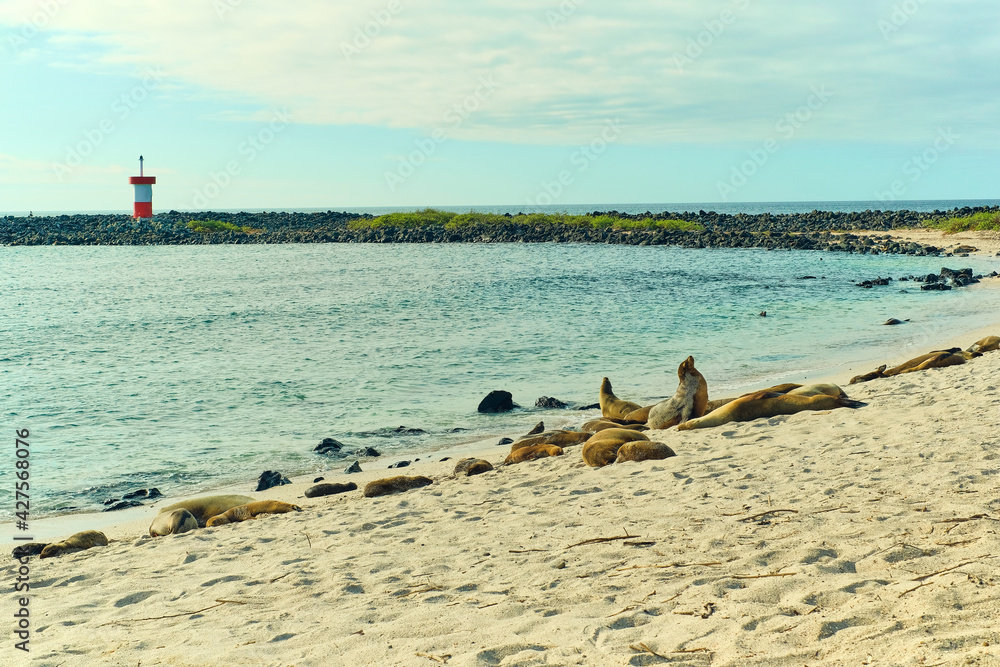 seals sea lions beach sand ocean water Galapagos islands Santa Cruz landscape 
