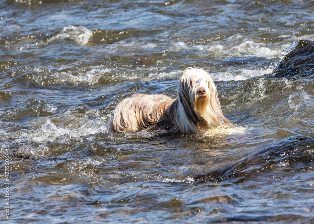  brown bearded collie in the water having fun at the beach  