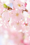 満開の思川桜