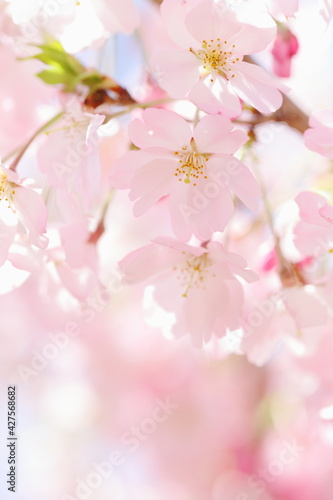 満開の思川桜 © naname21