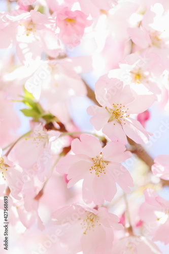 満開の思川桜