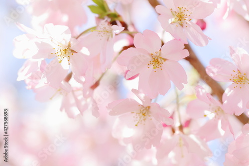 淡いピンクの思川桜