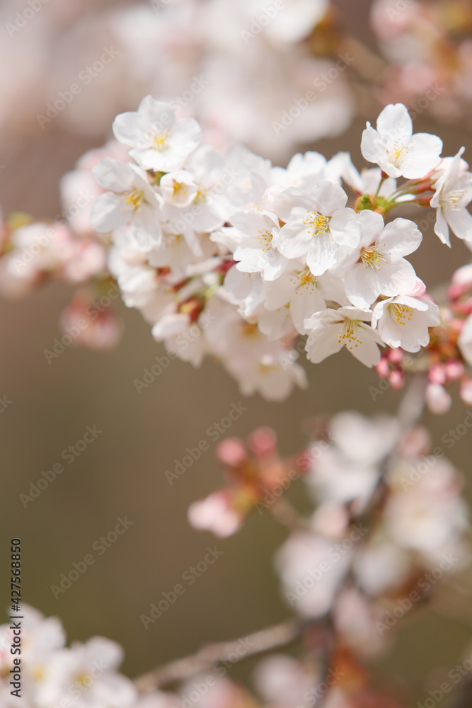 春の日差しを浴びて咲くソメイヨシノ