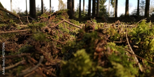 forest in autumn