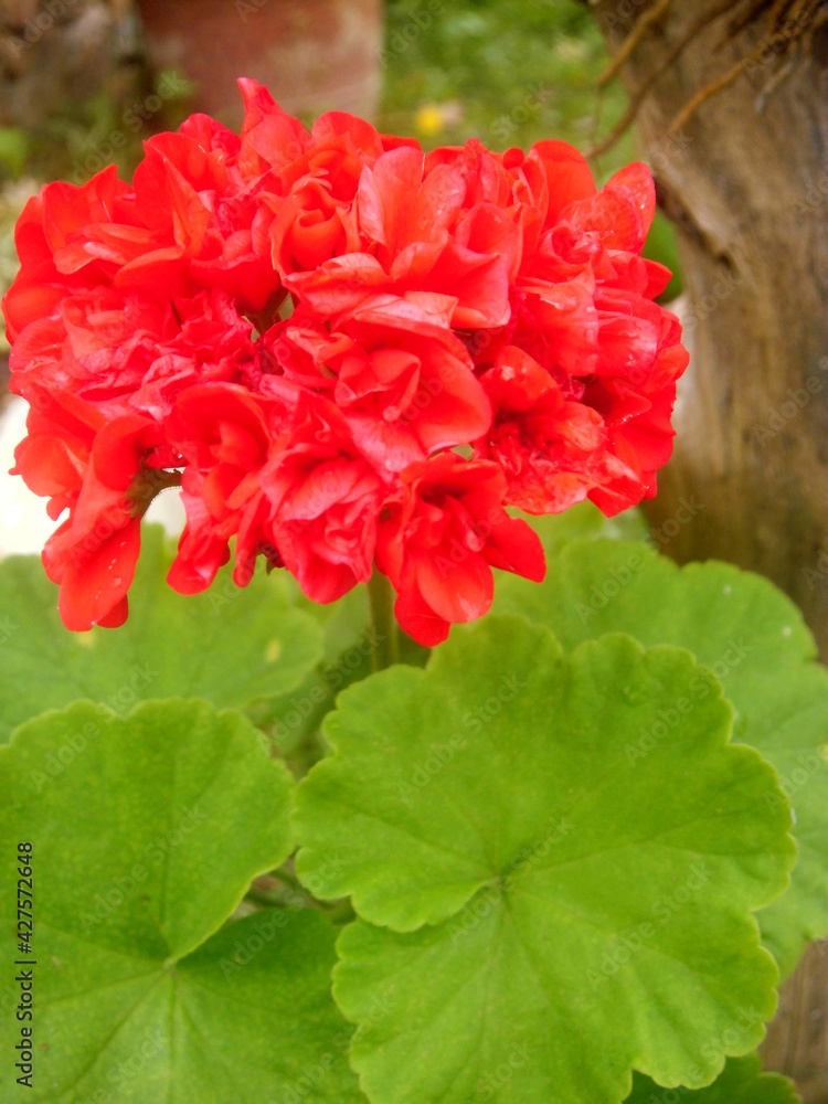 red carnation flower red carnation flower