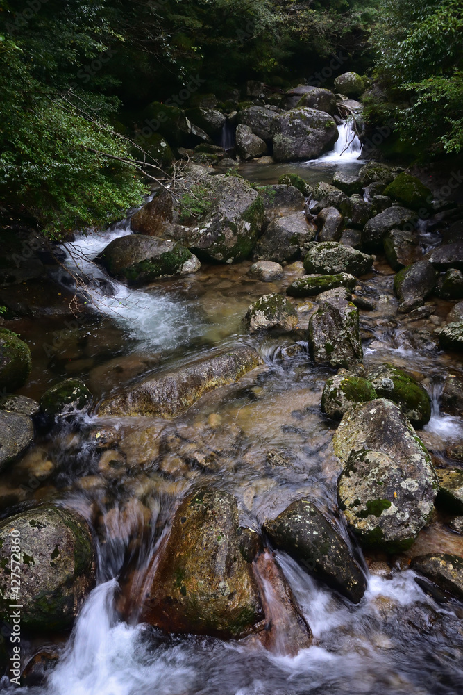 Deep cedar forest of Yakushima, Japan Deep cedar forest of Yakushima, Japan