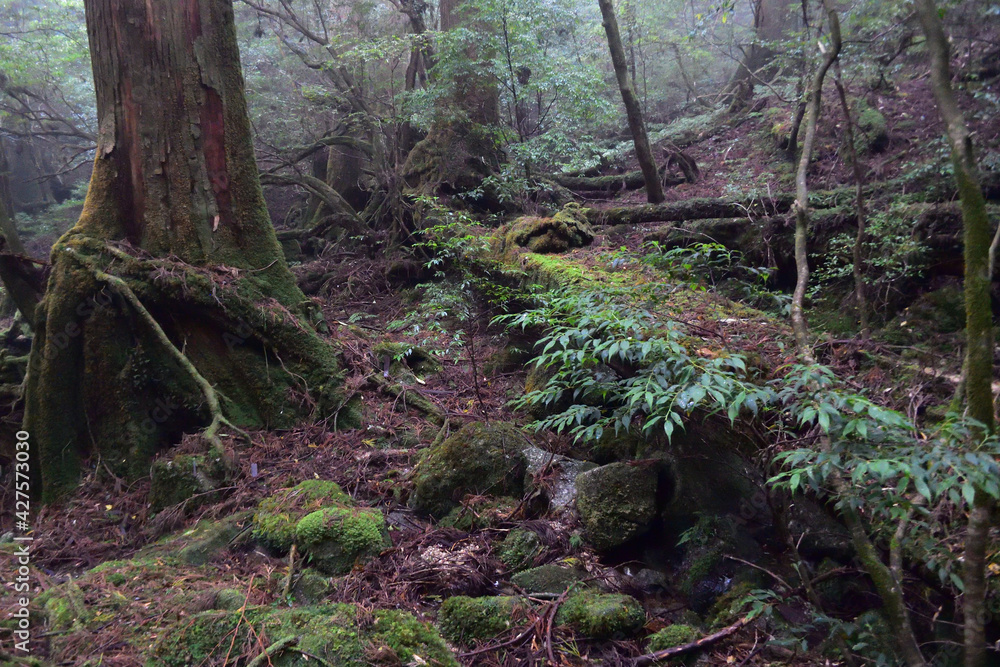 Deep cedar forest of Yakushima, Japan Deep cedar forest of Yakushima, Japan