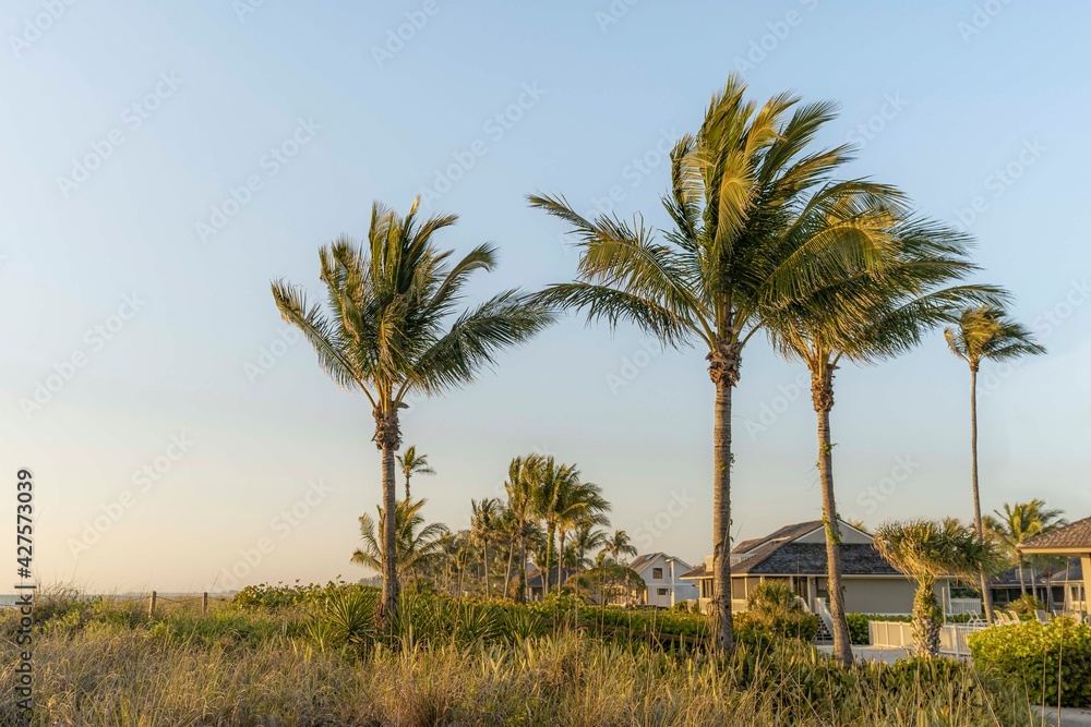Sunset Palms Sunset Palms