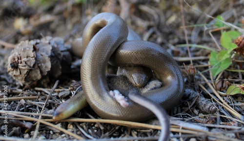 Rubber Boa (Charina bottae) eating a mouse in the forest in the Frank Church River of No Return Wilderness, Idaho